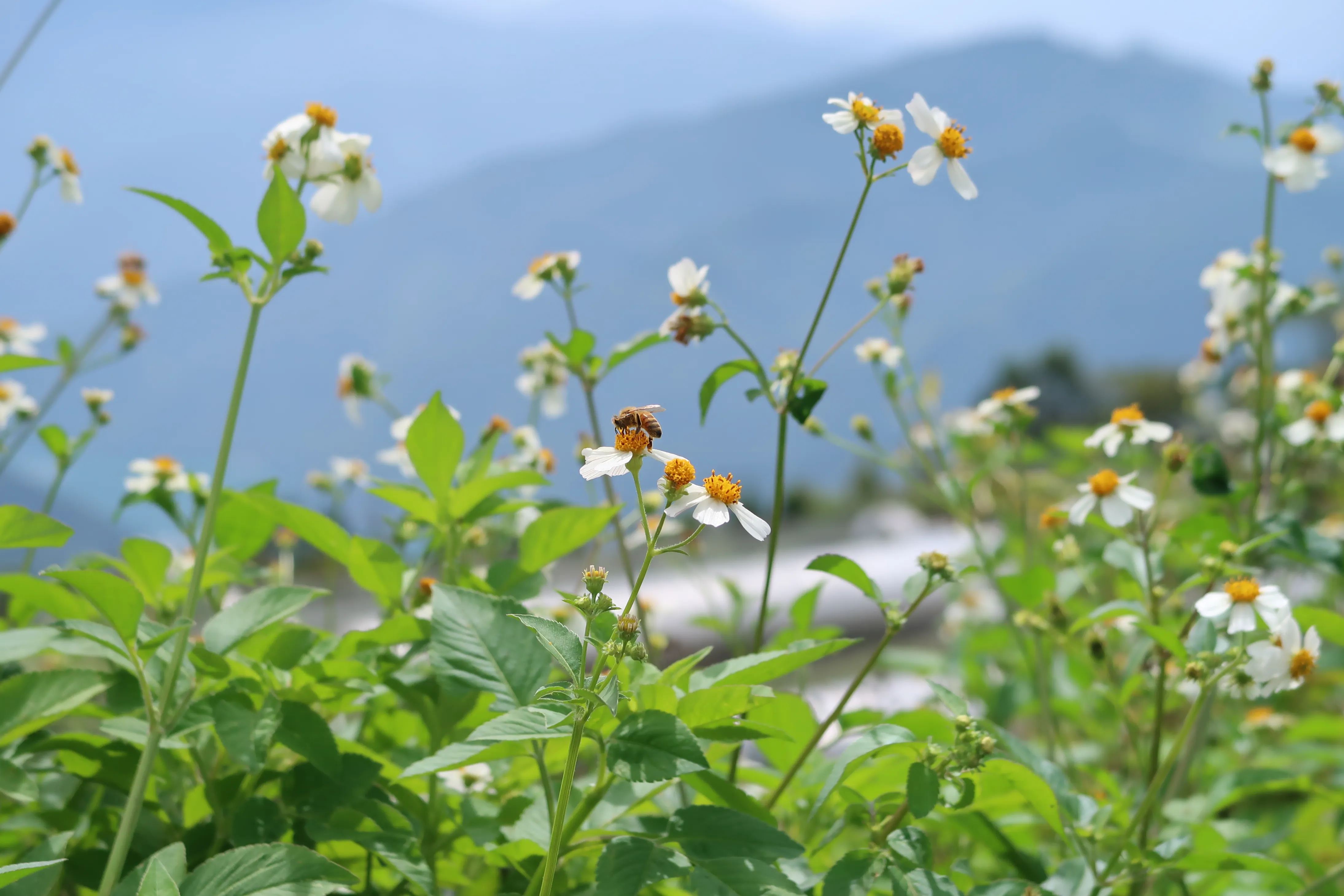 2017台湾之旅 (8)