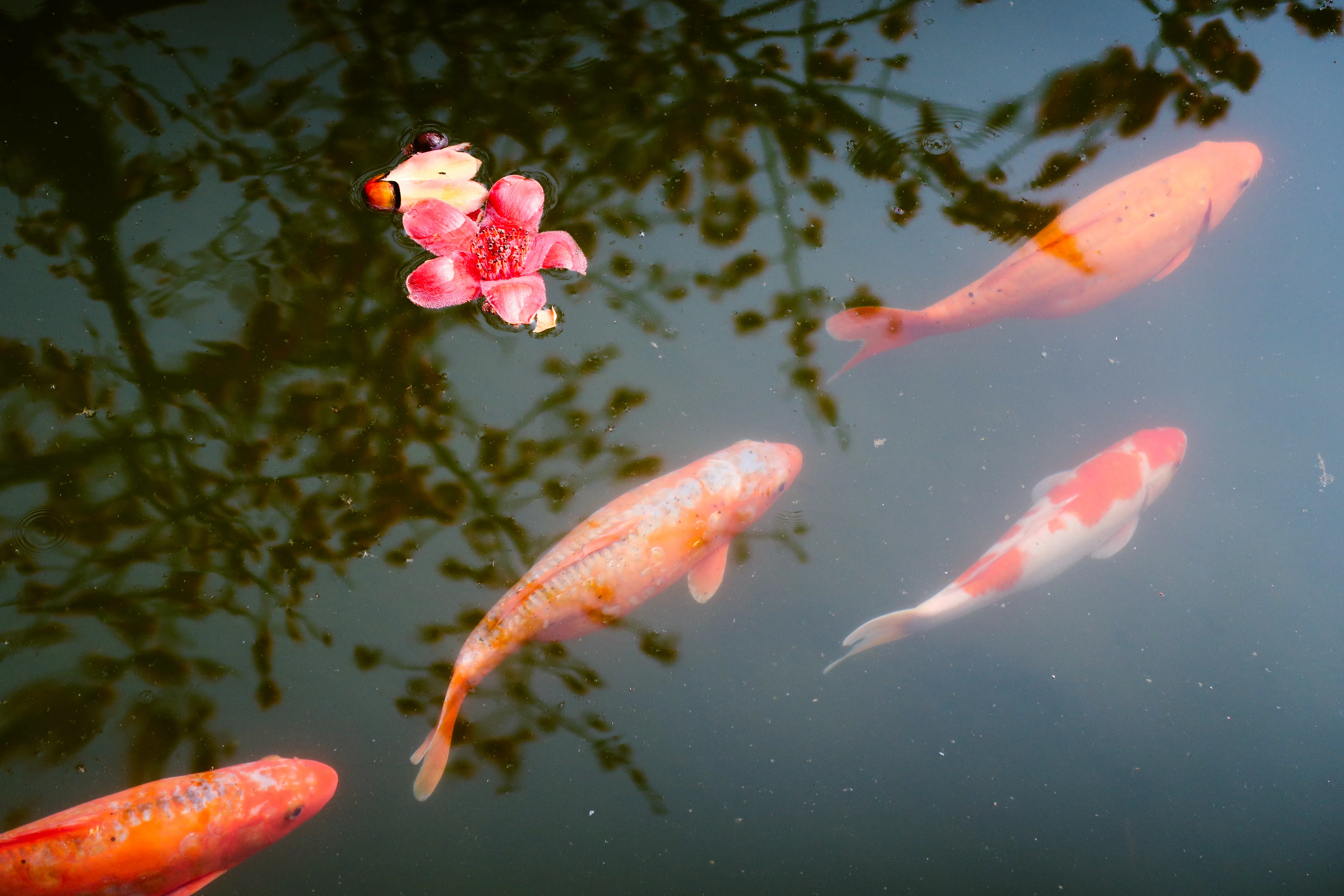 木棉 (2)