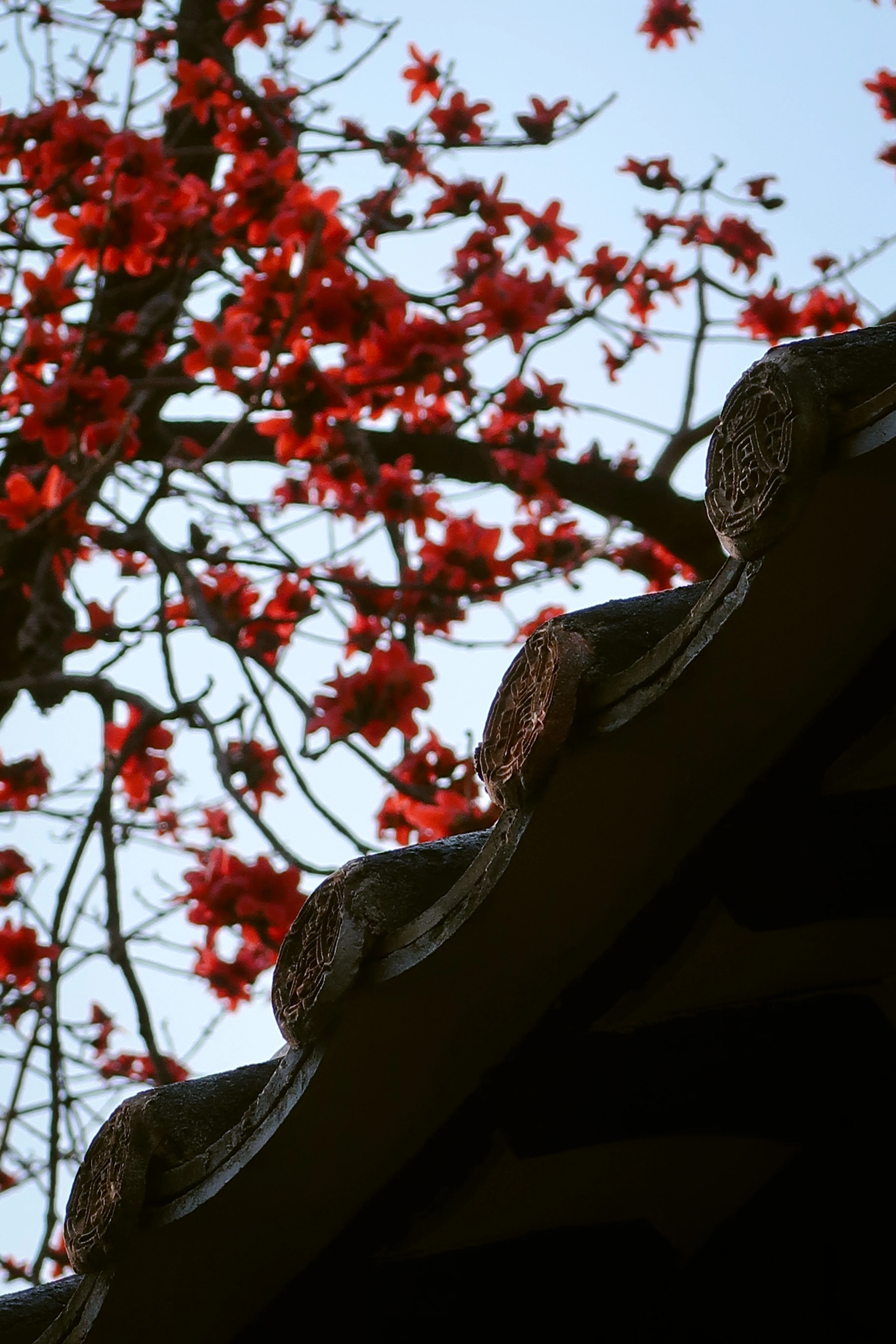 木棉 (4)
