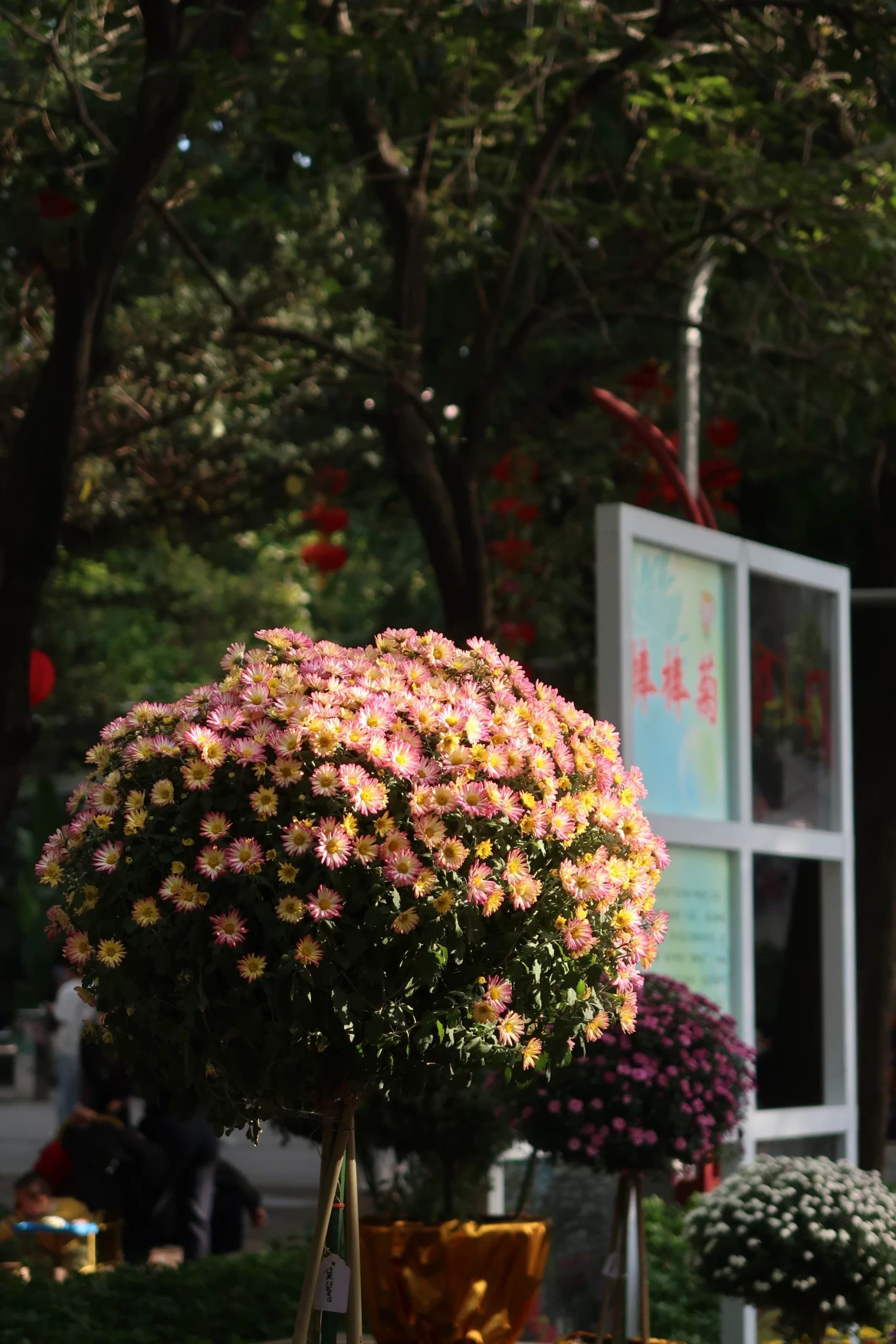 菊展 (5)