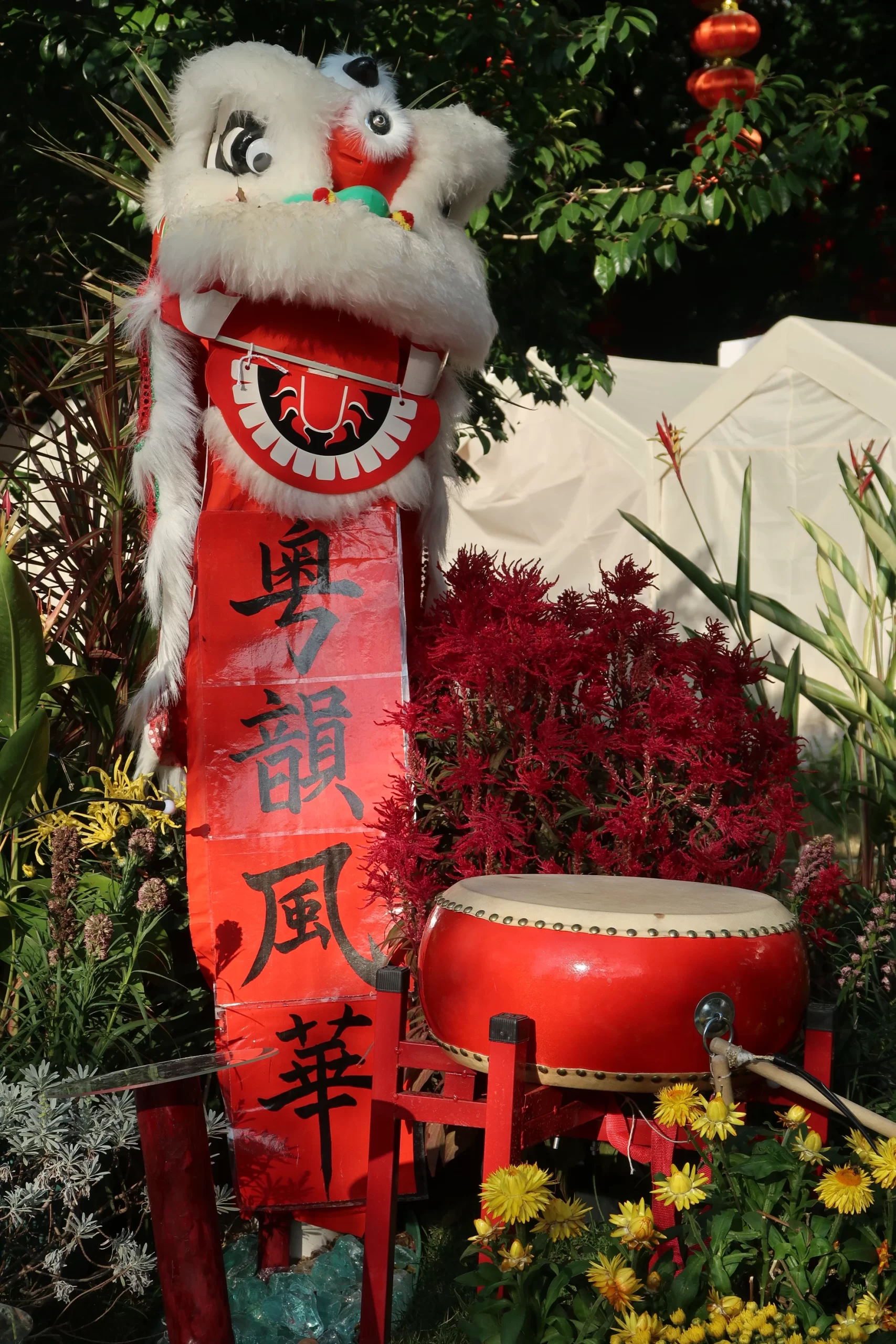 菊展 (7)