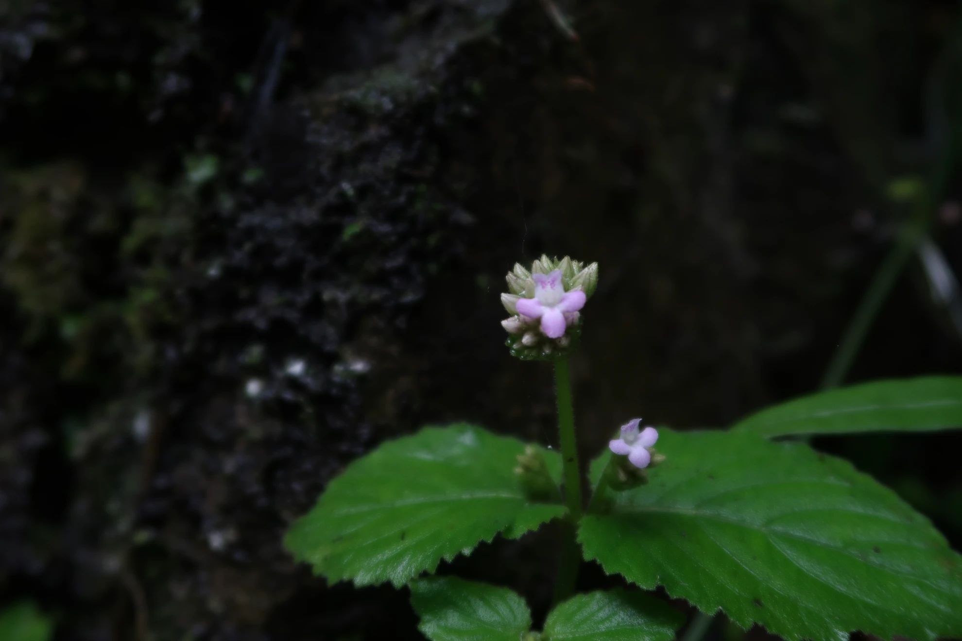 马岭河大峡谷 (1)